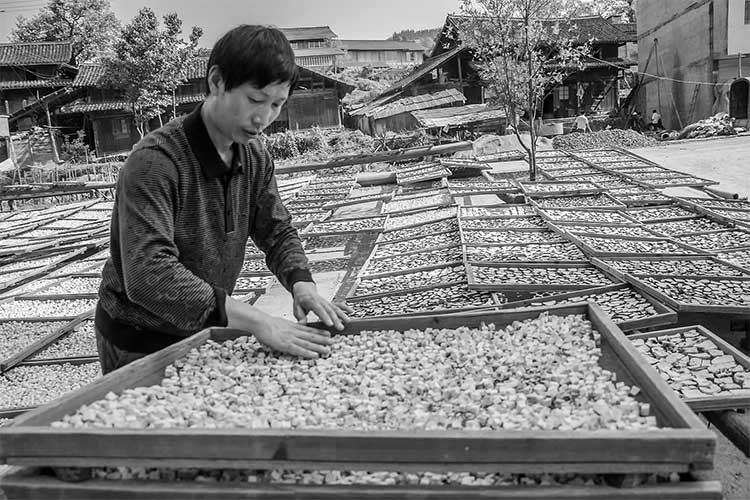 1530521560411023.jpg 曬茯苓.jpg