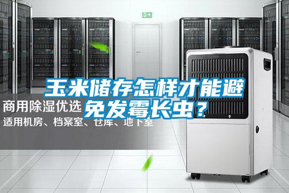 玉米儲存怎樣才能避免發(fā)霉長蟲?